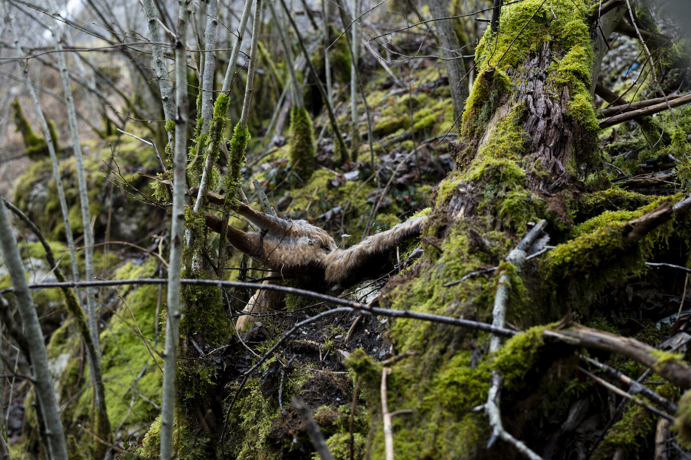 France On The Site Of A Fox Mass Grave