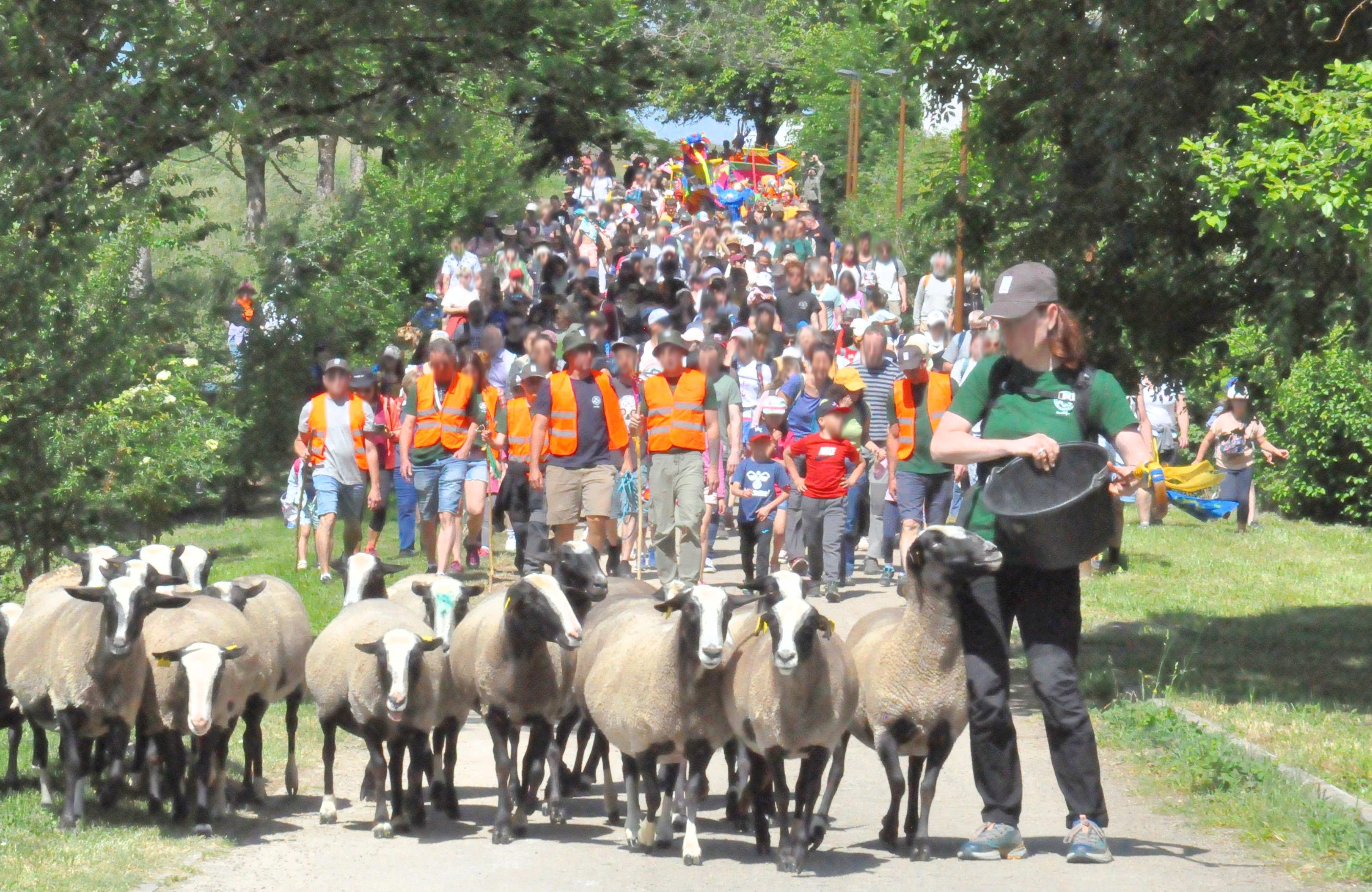 Au cœur de Planoise, le grand retour de la transhumance des chèvres