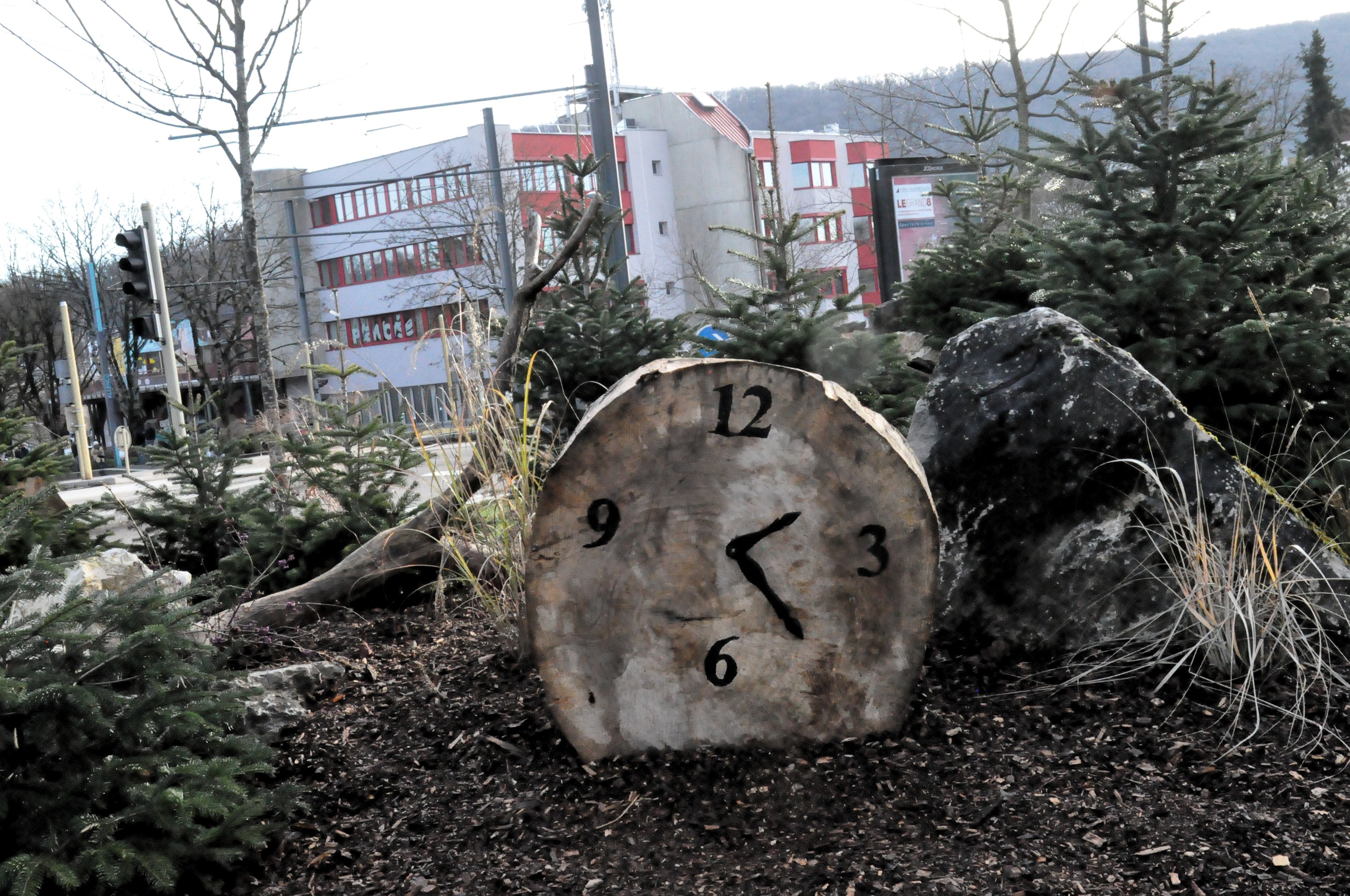 Photo d'une coupe de tronc d'arbre, dans laquelle a été inscrite une horloge. L'ensemble est posé sur la tranche, au milieu d'un parterre boisé, au milieu de petits sapins.