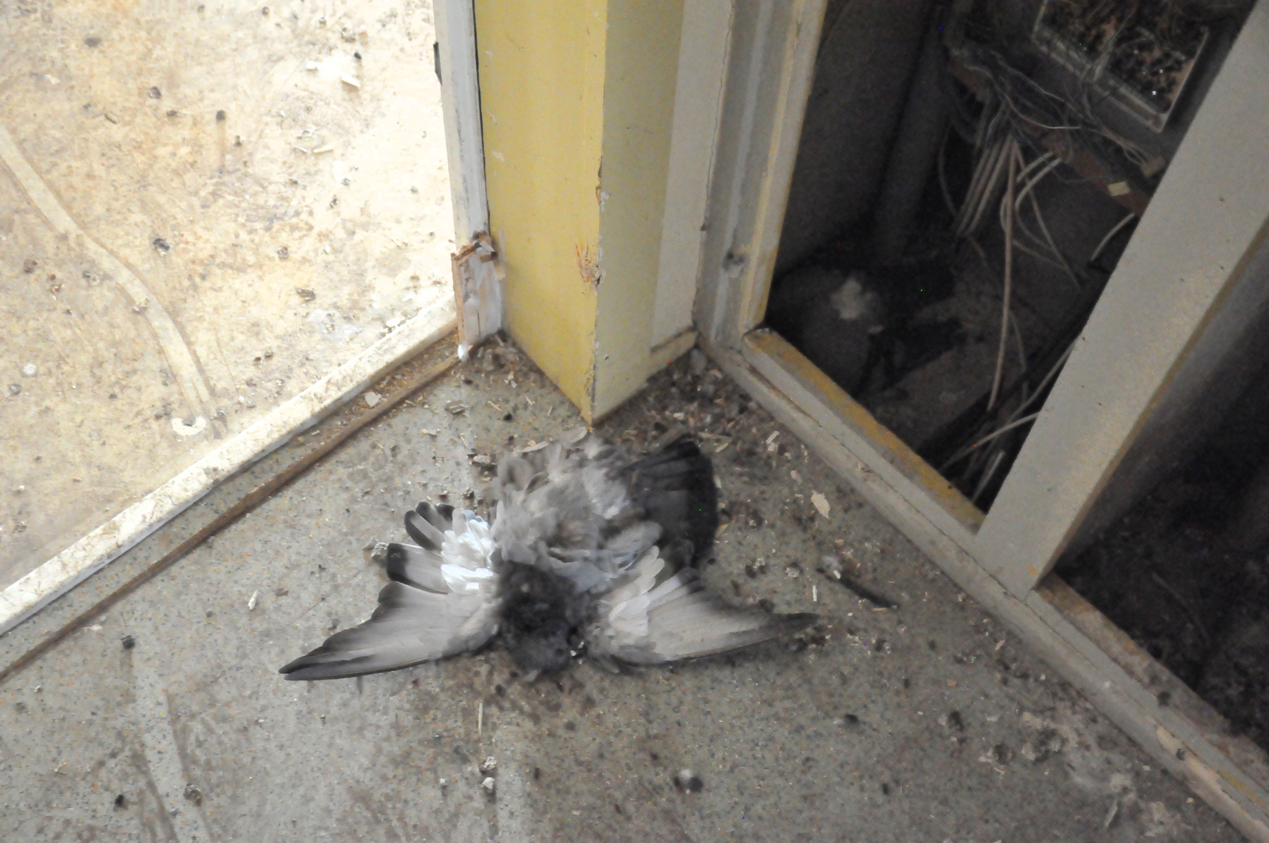 un pigeon mort au pied d'une armoire électrique ouverte, aux fils délabrés