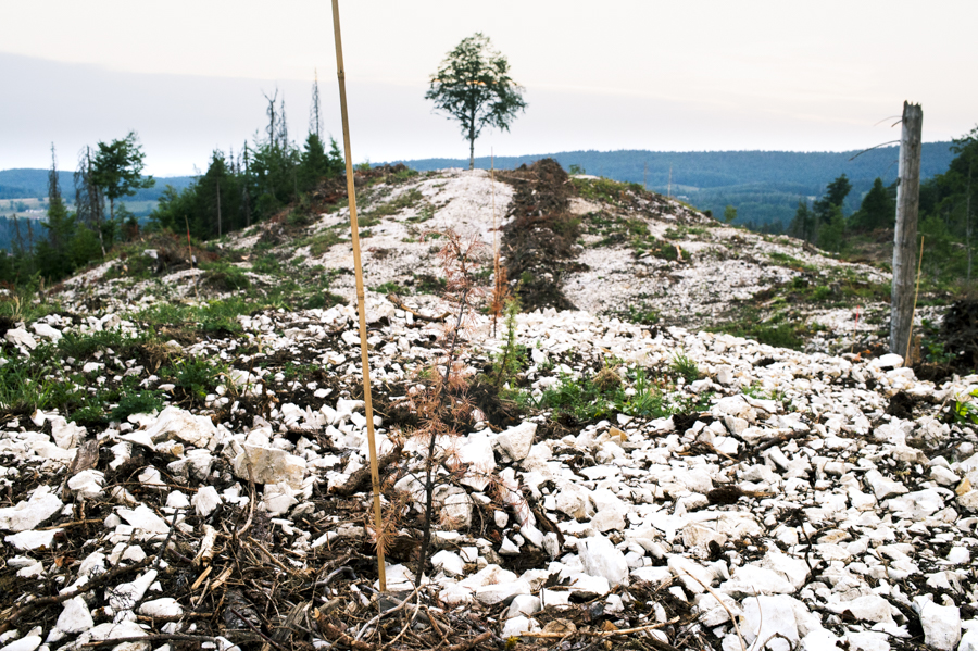 Derrière une coupe rase dans le Haut-Jura, c&rsquo;est le monde de la finance qui s’empare de forêts